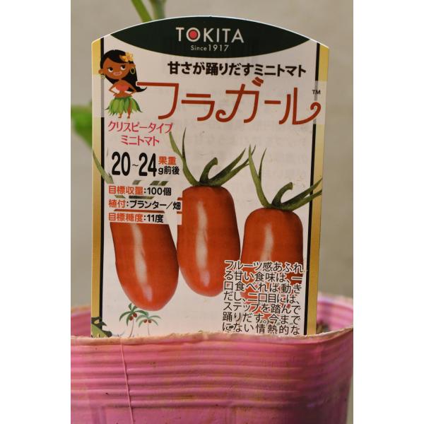 ミニトマト フラガール 自根苗 野菜苗 家庭菜園