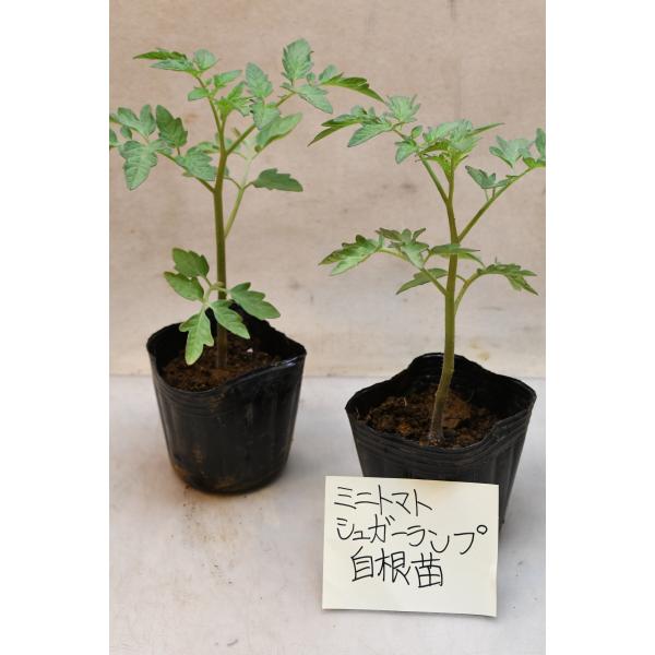 ミニトマト シュガーランプ自根苗 2個セット 野菜苗 家庭菜園