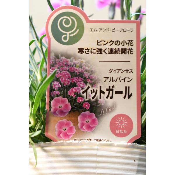 ダイアンサス アルパイン イットガール 3.5号ポット