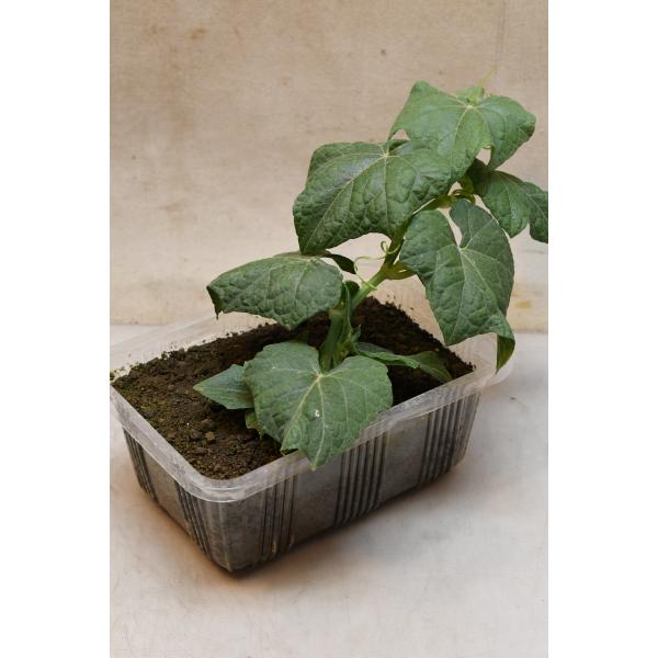 ハヤトウリ 苗 発芽成長後種ウリの部分消えています。