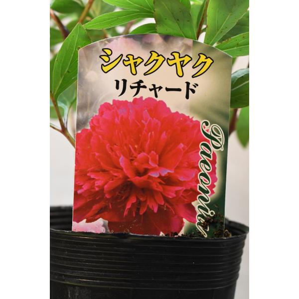 シャクヤク リチャード 栽培用苗 3.5号ロングポット 芍薬 : 金井園芸