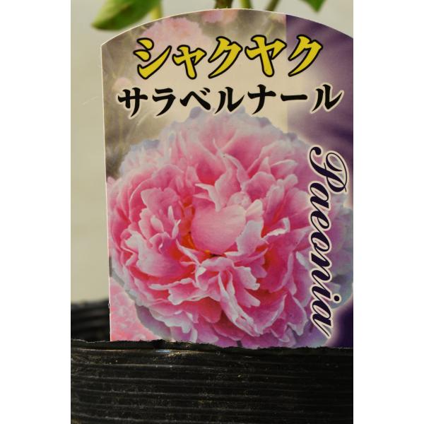 シャクヤク サラベルナール 栽培用苗 3.5号ロングポット 芍薬 : 金井
