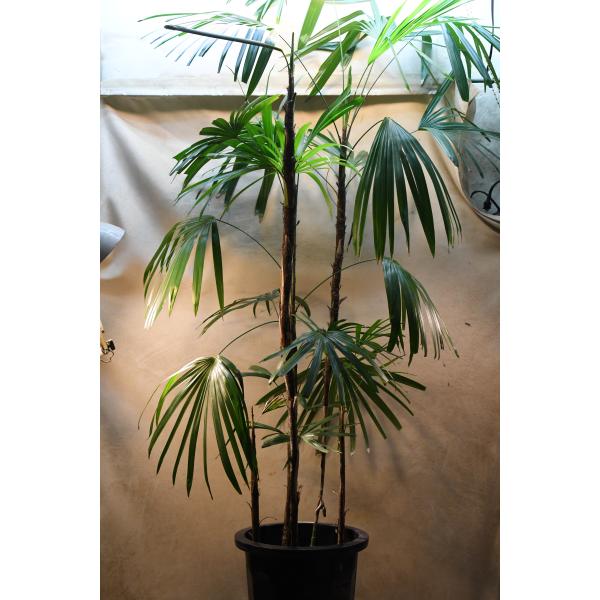 シュロチク 10号鉢 棕櫚竹 観葉植物 庭木 : 金井園芸 - 通販 - Yahoo