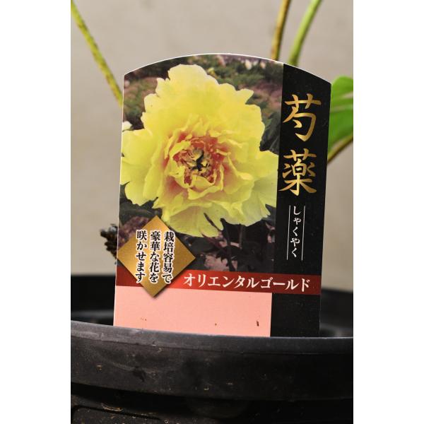 シャクヤク オリエンタルゴールド 栽培用苗 6号ポット 芍薬 : 金井園芸