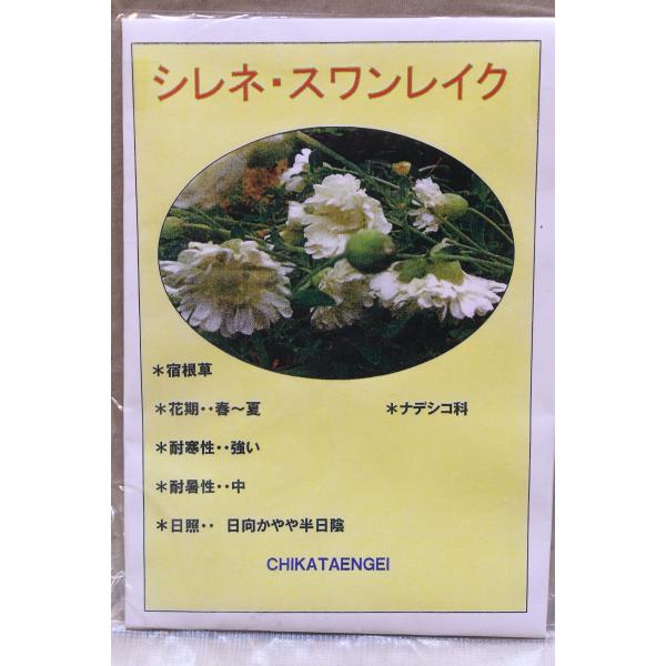 シレネ スワンレイク 3.5号ポット 花苗 ガーデニング