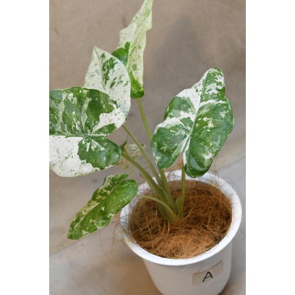 アロカシア オドラバリエガータ 4号鉢 観葉植物 クワズイモ斑入り