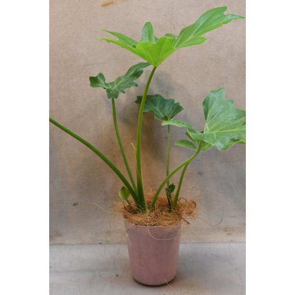 フィロデンドロン セローム 3号ポット 観葉植物