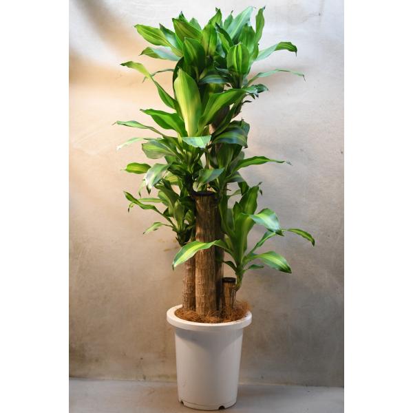 ドラセナ フラグランス マッサンゲアナ（幸福の木）8号鉢 観葉植物