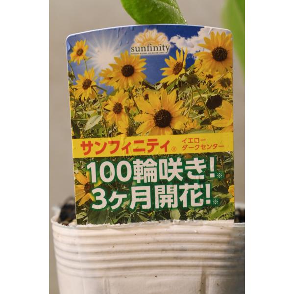 ヒマワリ サンフィニティ 3.5号ポット