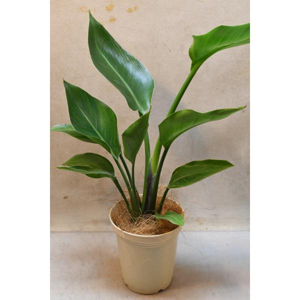 ストレリチア オーガスタ 4号鉢 観葉植物 ストレリチアニコライ 極楽鳥花