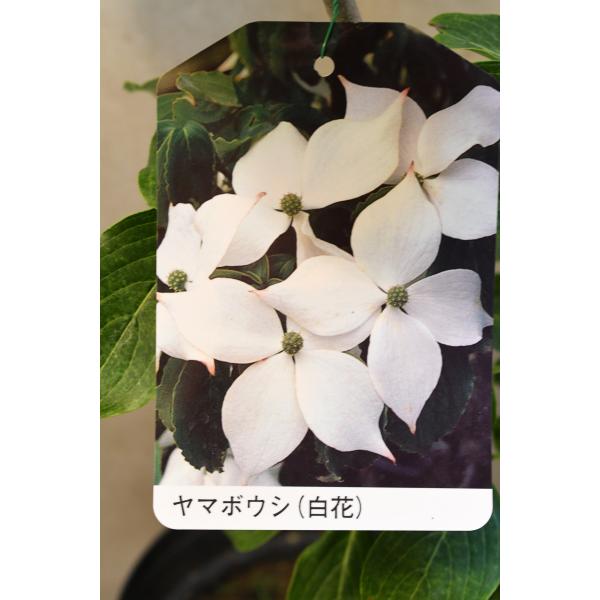 ヤマボウシ 白花 6号ポット 花木 落葉樹