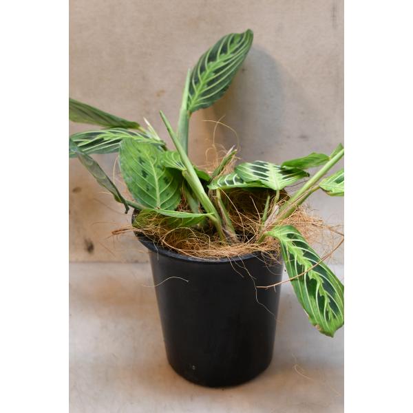 マランタ レモンライム 4号鉢 観葉植物
