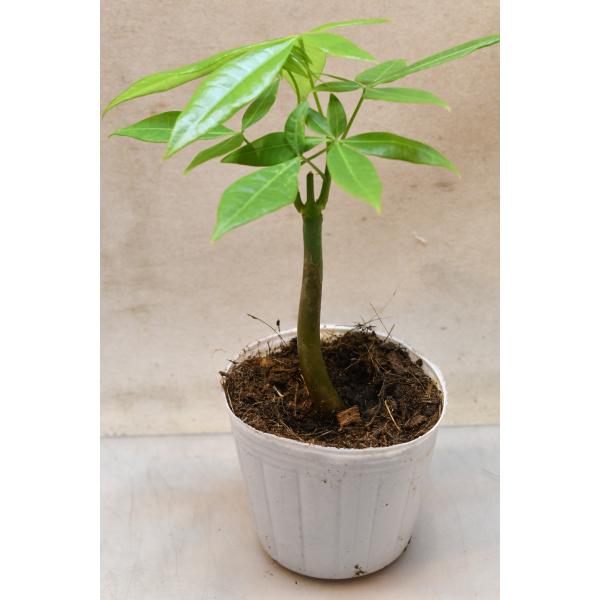 パキラ 実生苗 3号ポット 観葉植物