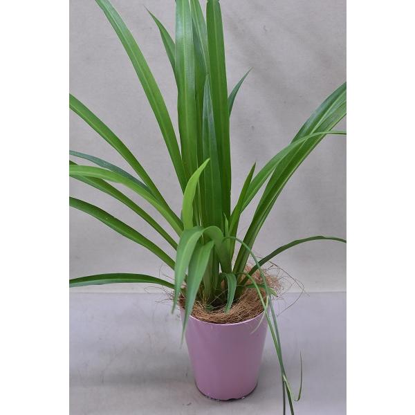 観葉植物 オリヅルランの人気商品 通販 価格比較 価格 Com