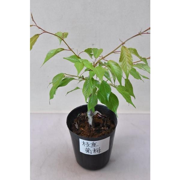 枝垂菊桜 苗木 3 5号ポット 花木 桜 1442 金井園芸 通販 Yahoo ショッピング