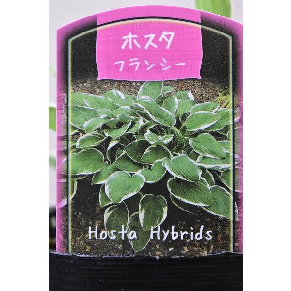 ホスタ フランシー 苗 3 5号ポット 1685 金井園芸 通販 Yahoo ショッピング