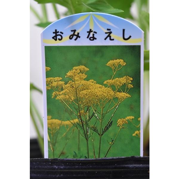 おみなえし 苗 4号ポット 女郎花 オミナエシ 1736 金井園芸 通販 Yahoo ショッピング
