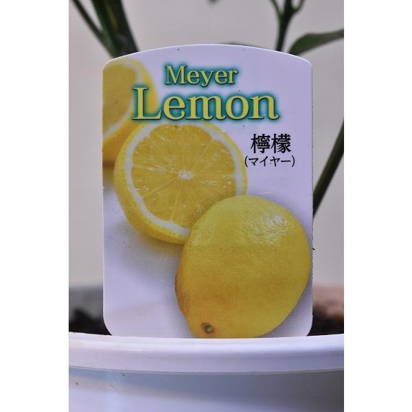 マイヤーレモン 苗木 4号ポット 果樹 柑橘類 1787 金井園芸 通販 Yahoo ショッピング