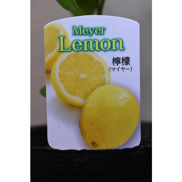植木 レモンの通販 価格比較 価格 Com
