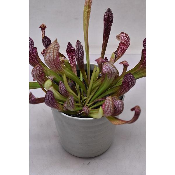 サラセニア スカーレットベル 4号鉢 食虫植物 1810 金井園芸 通販 Yahoo ショッピング
