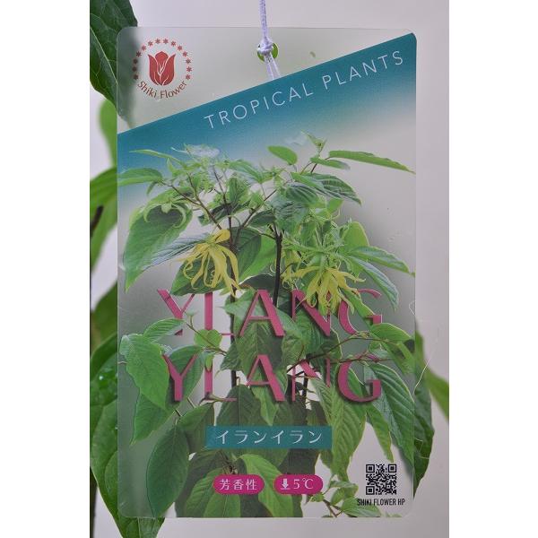 イランイラン 苗木 6号鉢 熱帯花木 15 金井園芸 通販 Yahoo ショッピング