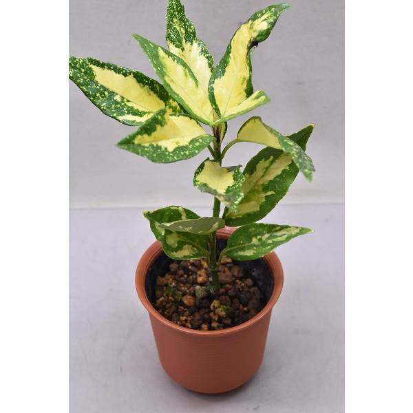 斑入りアオキ 残月 苗木 4号鉢 庭木 1851 金井園芸 通販 Yahoo ショッピング