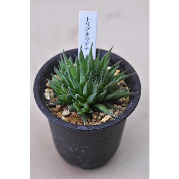 ハオルチア トリブネリアナ 2 5号鉢 多肉植物 10 金井園芸 通販 Yahoo ショッピング