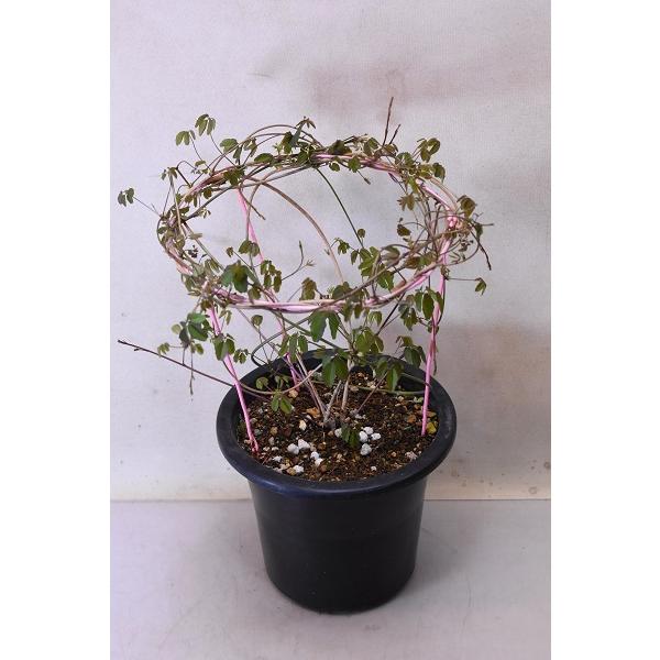 アケビ 盆栽の人気商品 通販 価格比較 価格 Com