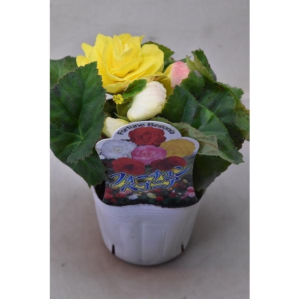 球根ベゴニア フォーチュン イエロー系 苗 3 5号ポット 73 金井園芸 通販 Yahoo ショッピング