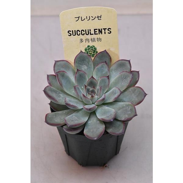 エケベリア プレリンゼ 2 5号ポット 多肉植物 2110 金井園芸 通販 Yahoo ショッピング