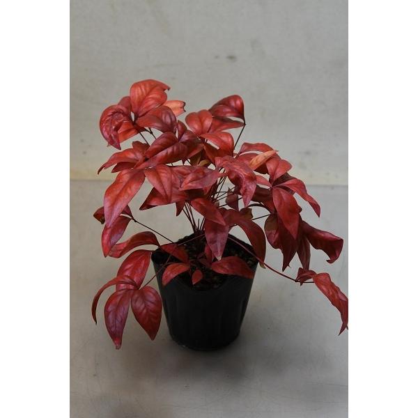 福南天 苗木 3号ポット 2187 金井園芸 通販 Yahoo ショッピング