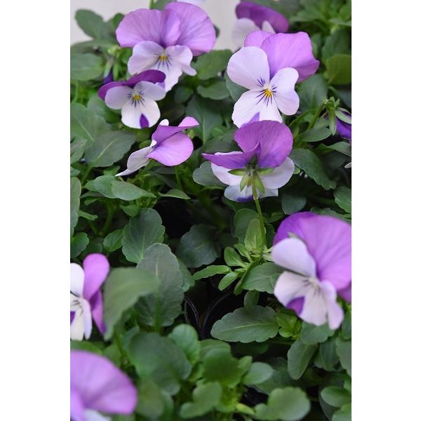 ビオラ ピンクウイング 苗 3 5号ポット 2245 金井園芸 通販 Yahoo ショッピング
