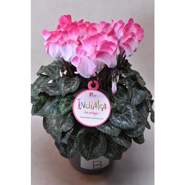 シクラメン インディアカ 5号鉢 ｂ 鉢花 2325 金井園芸 通販 Yahoo ショッピング