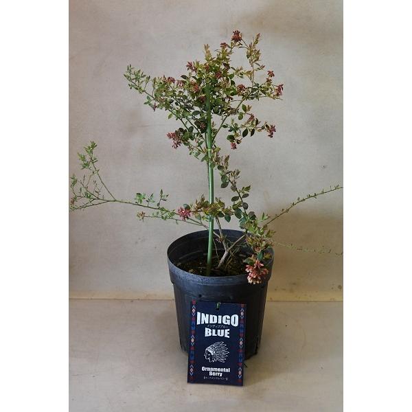 旧正月 チーム 関連付ける ブルーベリー インディゴ ブルー Nawa Kolkata Org