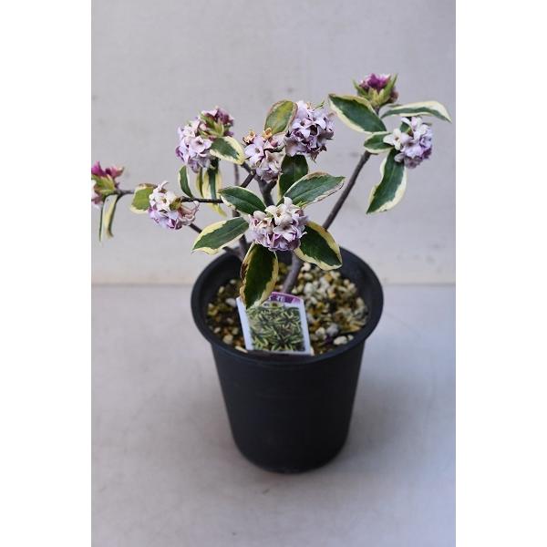 斑入り沈丁花 前島 苗木 5号鉢 花木 2441 金井園芸 通販 Yahoo ショッピング