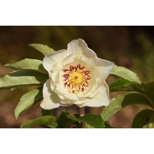 クリスマスローズ開花株 ｄｄアプリコットゴールドフラッシュ 343 現品限り 2671 金井園芸 通販 Yahoo ショッピング