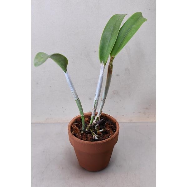 ミニカトレア コスモアロハ 栽培用苗3 5号鉢 2748 金井園芸 通販 Yahoo ショッピング