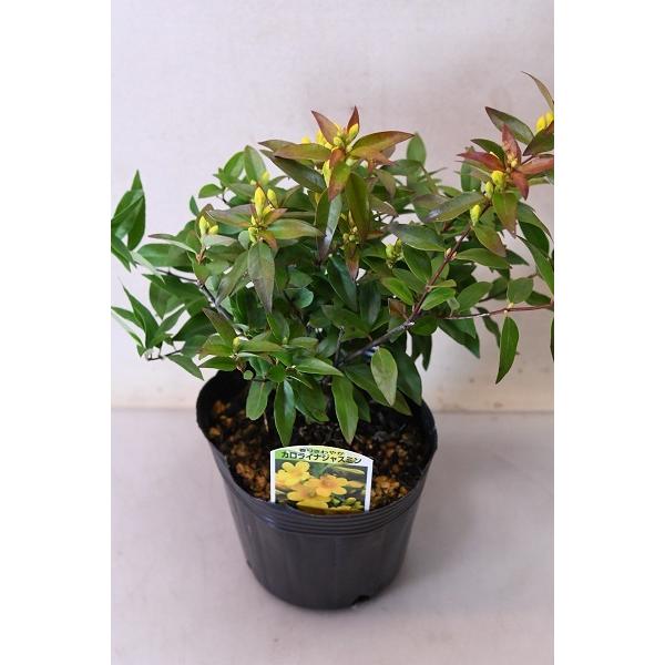 カロライナジャスミン 苗 4号ポット Buyee Buyee 日本の通販商品 オークションの代理入札 代理購入
