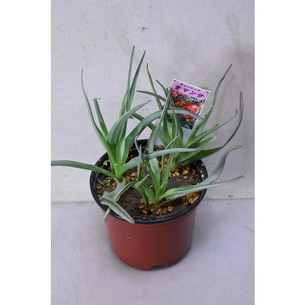 原種 チューリップ 総合 Favofavoitems