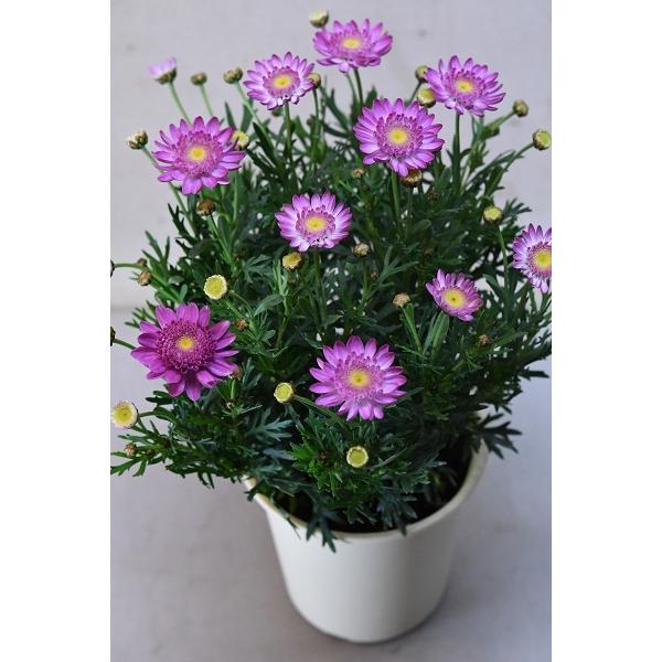 マーガレット スイートピンク 4号鉢 鉢花 Buyee Buyee Japanese Proxy Service Buy From Japan Bot Online