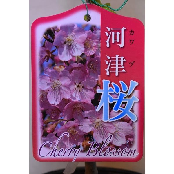 河津桜 苗木 3 5号ポット 花木 3965 金井園芸 通販 Yahoo ショッピング