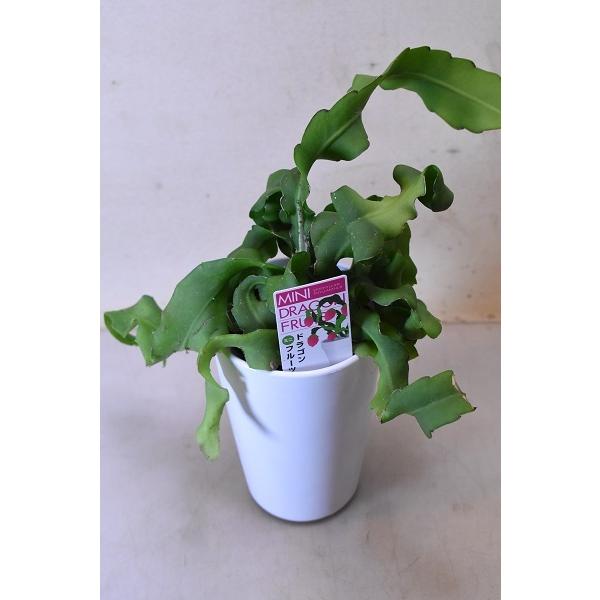 ミニドラゴンフルーツ 4号鉢 多肉植物 3984 金井園芸 通販 Yahoo ショッピング