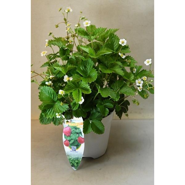 ワイルドストロベリー 苗の人気商品 通販 価格比較 価格 Com