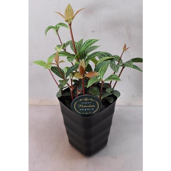 観葉植物 ペペロミア 4号 Diy 工具の人気商品 通販 価格比較 価格 Com