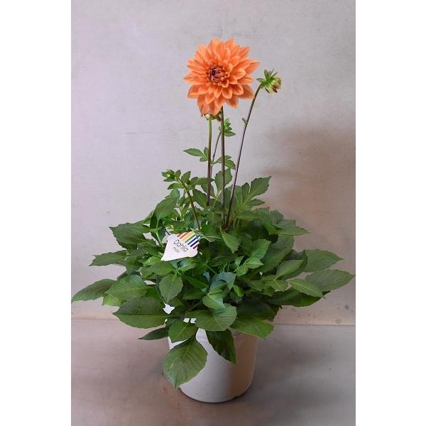 ダリア ダリーニャマキシ エミリオ 5号鉢 4251 金井園芸 通販 Yahoo ショッピング