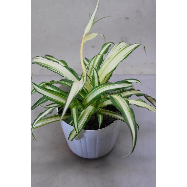 観葉植物 オリヅルランの人気商品 通販 価格比較 価格 Com