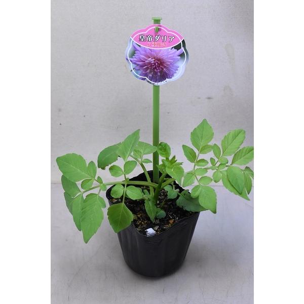 八重咲 皇帝ダリア ピンク系 苗 3 5号ポット 4359 金井園芸 通販 Yahoo ショッピング