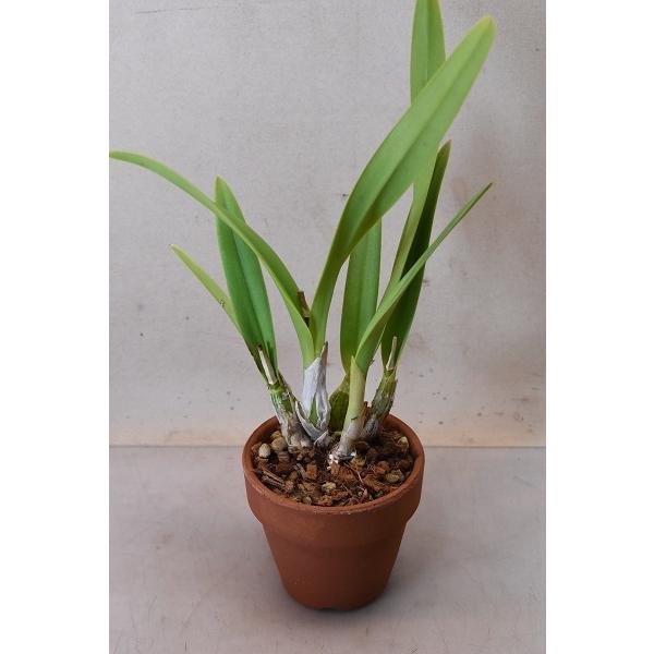 ミニカトレア エルハティオピンタ 栽培用苗 3 5号鉢 蘭 43 金井園芸 通販 Yahoo ショッピング