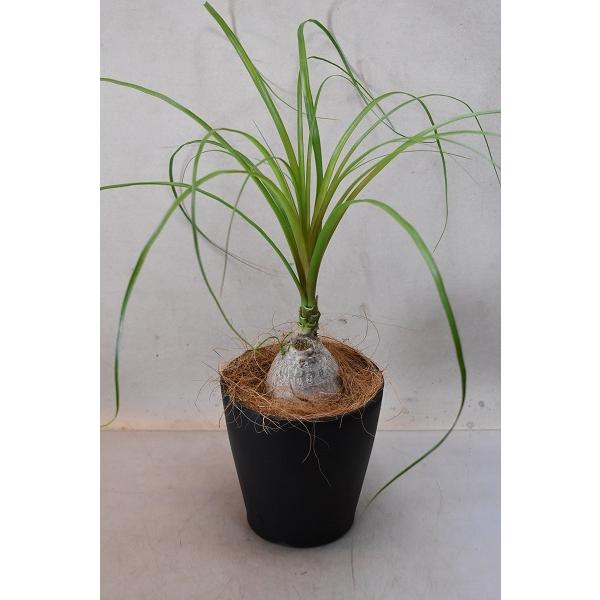 観葉植物 トックリランの人気商品 通販 価格比較 価格 Com