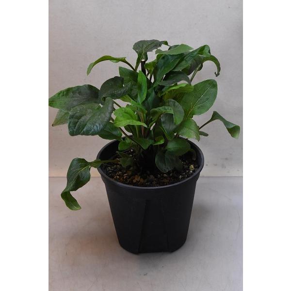 苗 エキナセアの人気商品 通販 価格比較 価格 Com